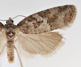   Cnephasia stephensiana . © Loren Jones. Image used with permission.
